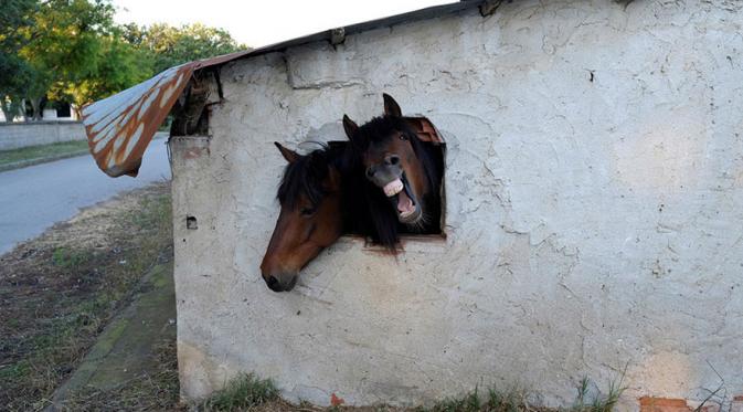 Dua kepala kuda dalam satu lubang di Pontoiraklia, Yunani. (Via: boredpanda.com)