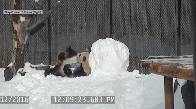 Da Mao mendapatkan mainan baru dari penjaganya, sebuah boneka salju (Dailymail.com/ facebook/Toronto Zoo)