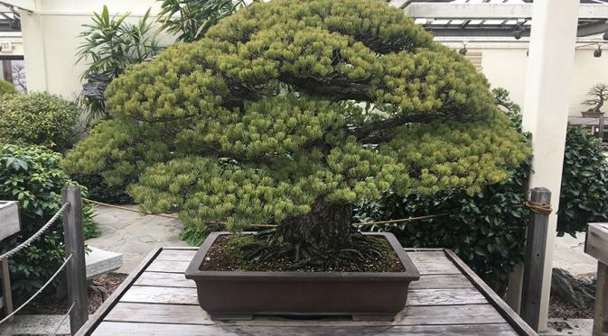 Ditanam pada 1625, bonsai kini telah berusia 391 tahun. (Via: boredpanda.com)