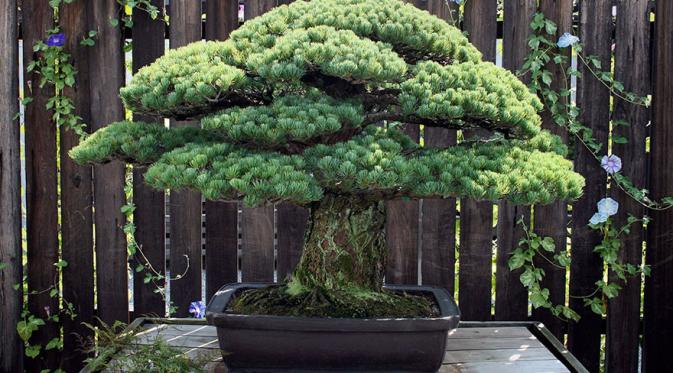 Bonsai ini tumbuh di Hiroshima, Jepang. (Via: boredpanda.com)