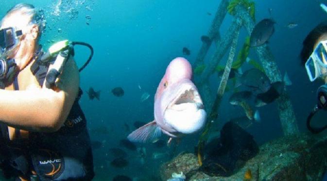 Penyelam Ini Bersahabat dengan Ikan Selama 25 Tahun | foto : Odditycentral.com