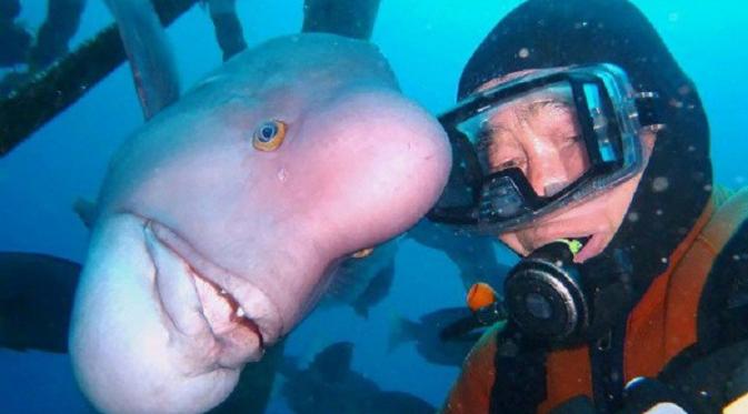 Penyelam Ini Bersahabat dengan Ikan Selama 25 Tahun | foto : Odditycentral.com