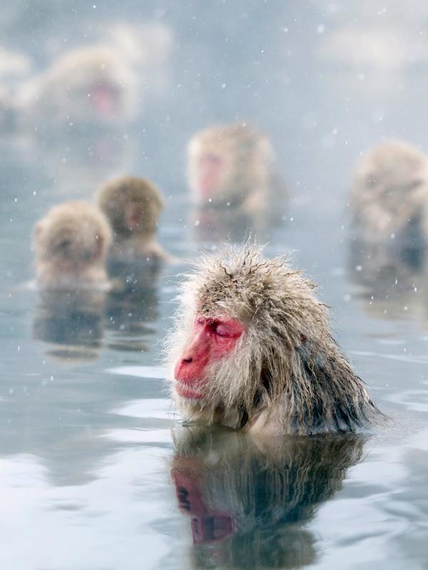 Jigokudani Snow Monkey Park, Nagano, Jepang. (Getty)