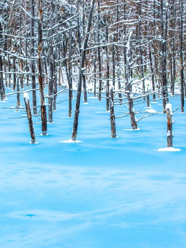 Blue Pond, Hokkaido, Jepang. (Getty)