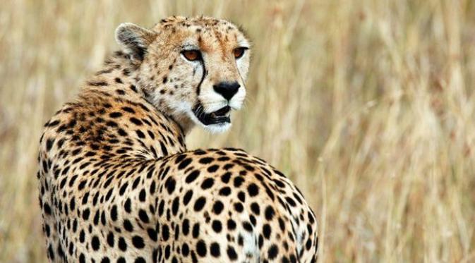 Cheetah (Reuters)