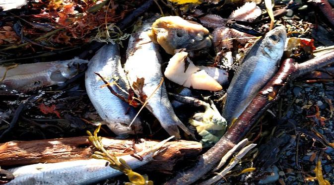 Ribuan ikan herring mati di Teluk Fundy, Kanada. (Foto: CBC News)