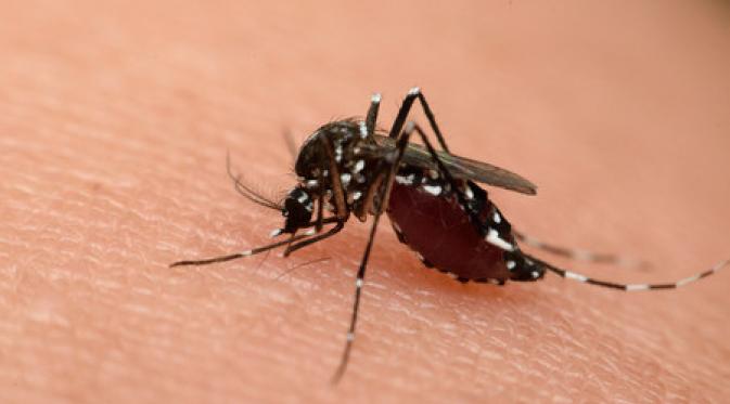 Mitos vs Fakta Gigitan Nyamuk