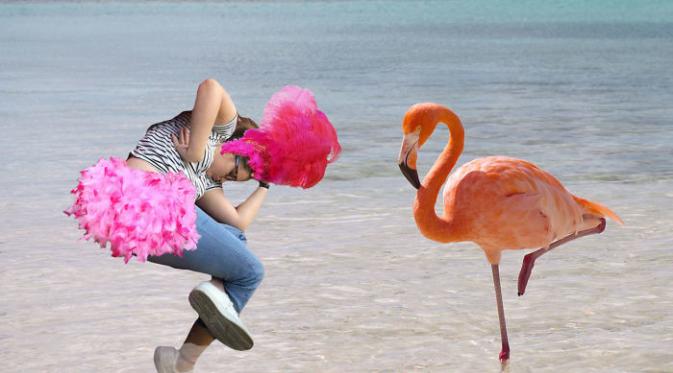 Dancing flamingo. (Via: boredpanda.com)