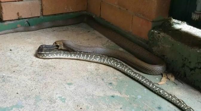 Ular pemakan ular itu hanya bisa ditangkap beberapa jam kemudian, setelah tuntas menyantap ular mangsanya. (Sumber N&S Snake Catcher)