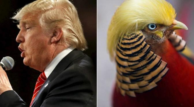 Burung mirip Donald Trump. (Pinterest)