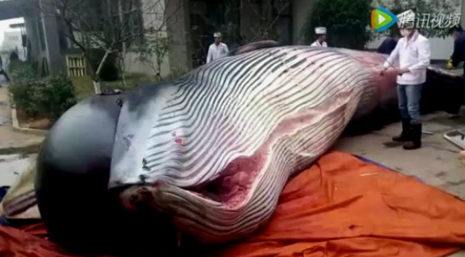 Paus raksasa seberat 8 ton disembelih di China untuk dijadikan makanan anjing. (Sumber Shanghaiist.com)