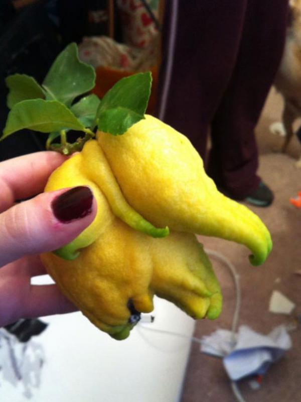 Lemon. (Via: boredpanda.com)