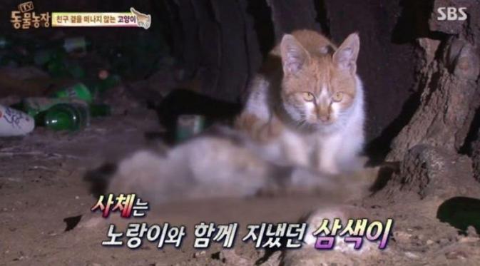 Seekor Kucing Tunggui Bangkai Temannya yang Mati Sebulan Lalu