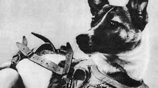 9 Fakta Tragis Laika, Anjing Pertama yang Mengelilingi Orbit Bumi (Wikimedia)
