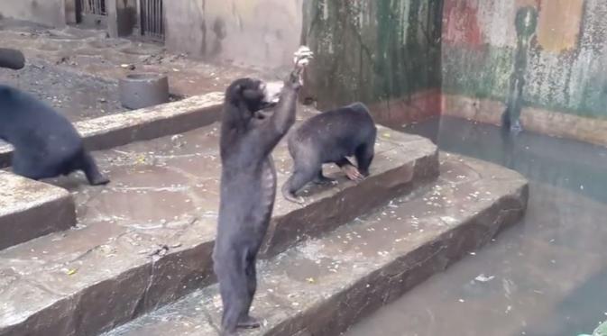 Beruang madu di kebun binatang Bandung meminta makanan pada pengunjung. (Via: youtube.com)