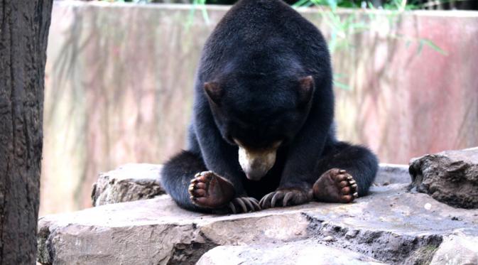 Beruang kurus di Kebun Binatang (Bonbin) Kota Bandung, Jabar, mengundang keprihatinan khalayak luas. (Liputan6.com/Kukuh Saokani)