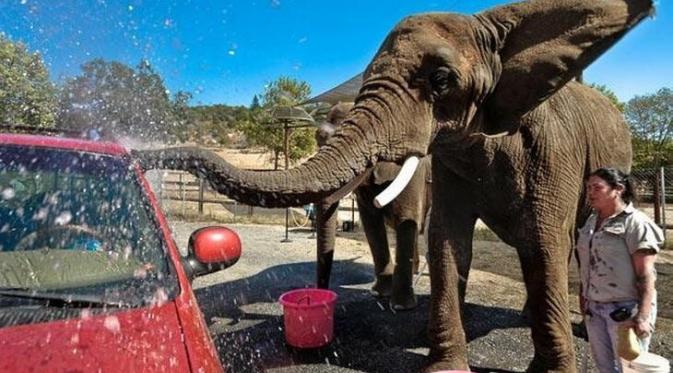 Gajah terlihat mencuci mobil di Taman Margasatwa Oregon, Amerika Serikat. (In Defense of Animals)