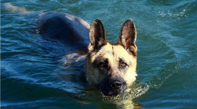 Film A Dog's Purpose tuai protes karena memaksa seekor anjing masuk ke kolam air berarus. (Via: Shelf Awareness)