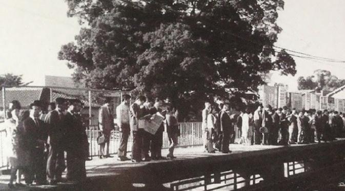 Pohon kamper ini sudah ada semenjak 1910 saat stasiun pertama kali dibangun (foto : boredpanda.com)