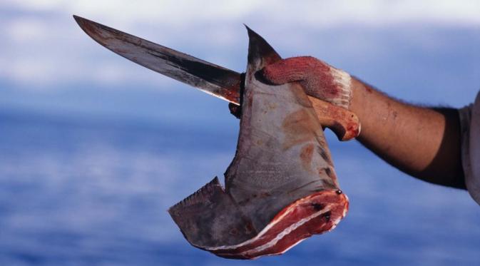 Sirip ikan hiu yang telah dipotong. Sumber: Smithsonian Ocean Portal.