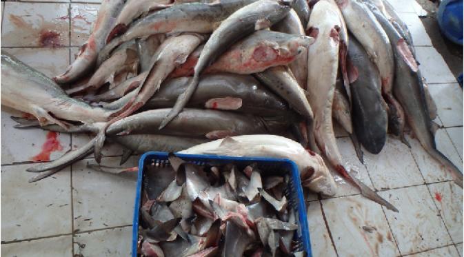 Puluhan ikan hiu yang telah diambil siripnya. Sumber: WWF Indonesia.