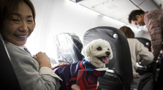 Japan Airlines punya layanan khusus yang mengizinkan penumpang membawa hewan peliharaannya ke dalam pesawat (Anadolu)