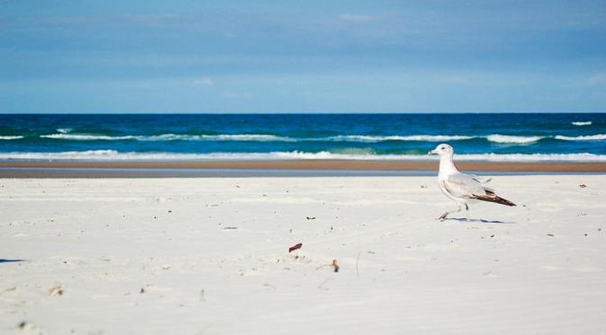 Pantai New Smyrna, Florida, Amerika Serikat. (Ben Ellis/Flickr)