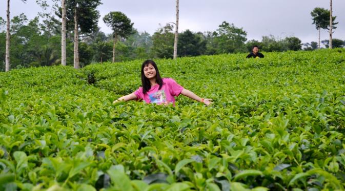 Pekrbunan Teh Kabawetan Kabupaten Kepahiang sebagai penghasil teh Naga Hitam atau Oolong (Liputan6.com/Yuliardi Hardjo)