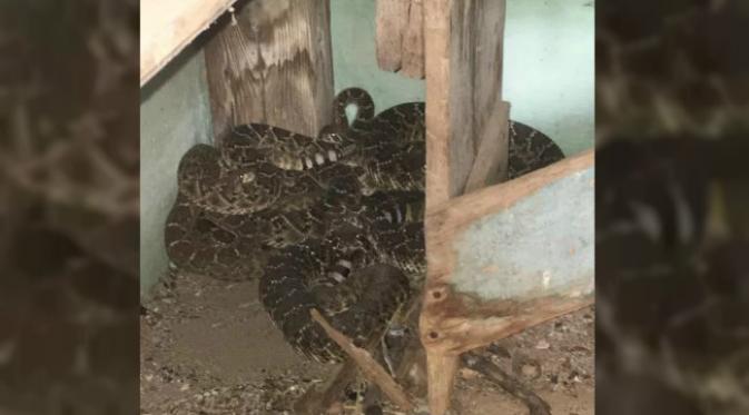 Pencarian ke ruang tadah hujan mengungkapkan keberadaan 13 ular yang bergelung di pojokan. (Sumber Big Country Snake Removal)