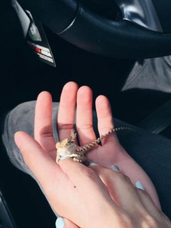 Reptil milik kekasih Nasya Marcella. (Instagram - @nasyamarcella)