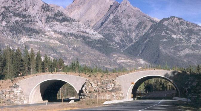 Jembatan hewan di Banff National Park. Alberta, Canada. Sumber: mymodernmet.com.