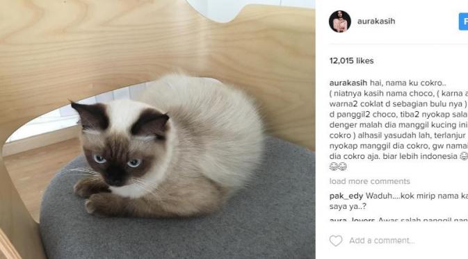 Aura Kasih memberi nama kucingnya Cokro (Instagram/@aurakasih)