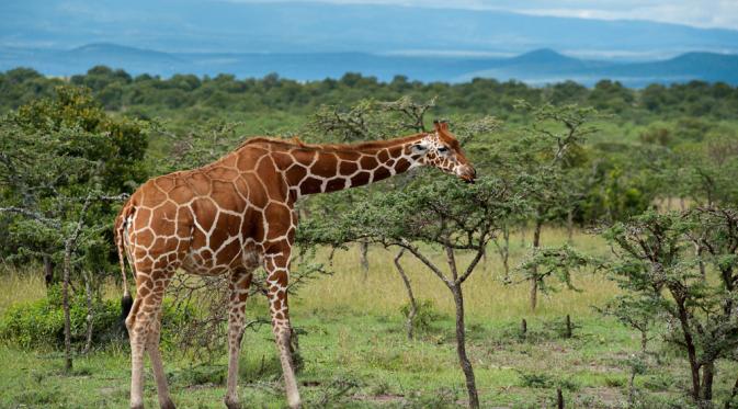 Laikipia Plateau, Kenya. (africatodayholidays.com)
