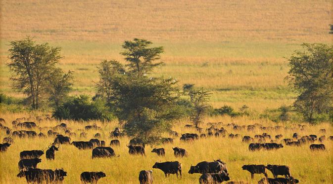 Taman Nasional Kidepo Valley, Uganda. (safaribookings.com)
