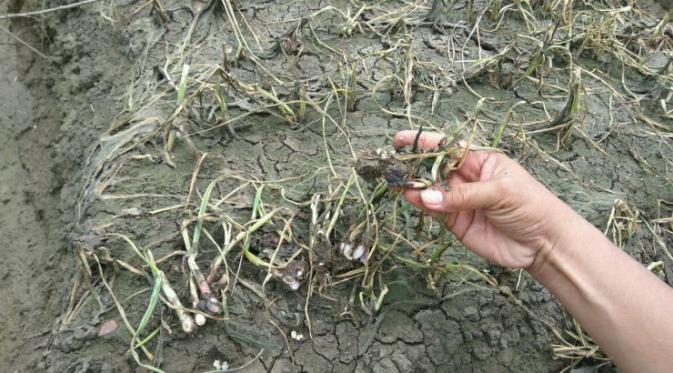 Ribuan hektare (Ha) tanaman milik petani di sebagian wilayah Kabupaten Brebes Jawa Tengah, terancam gagal panen. 