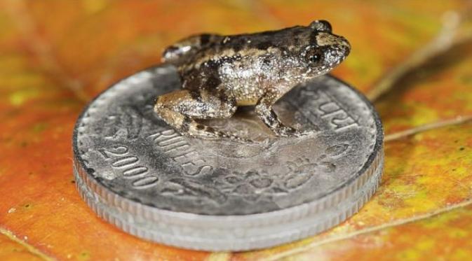 Salah satu katak terkecil terbaru di atas koin. (BJ Sidu)