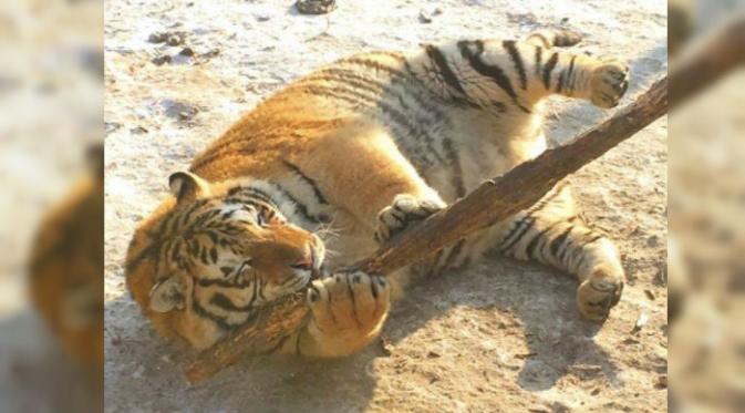 Foto-foto sekelompok harimau Siberia di Siberian Tiger Park, di Provinsi Harbin, China beberapa waktu lalu mendadak viral di media sosial.(Shanghaiist.com)