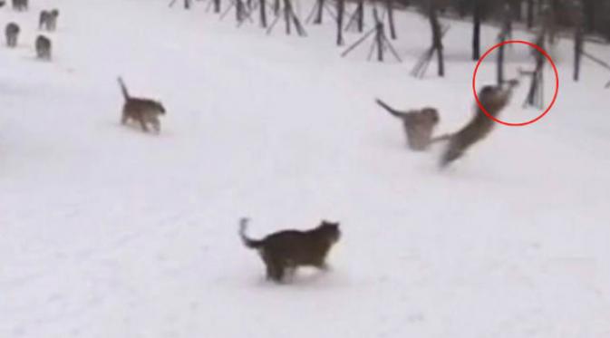 Sebuah pesawat tak berawak atau drone diterbangkan di atas Siberian Tiger Park yang sedang bersalju.(Shanghaiist.com)