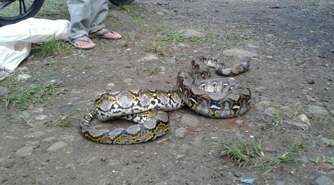 Kotoran ular bisa menjadi peluang usaha yang menjanjikan (foto ular piton :Liputan6.com/Achmad Sudarno)