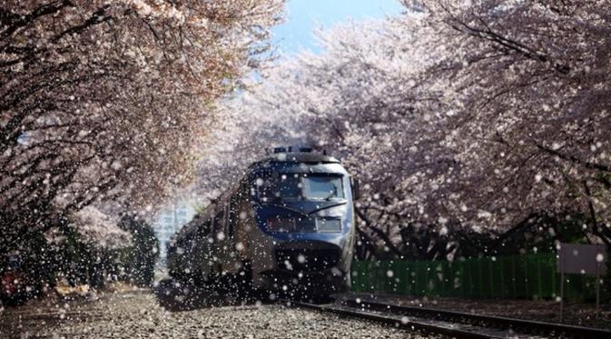 Kyeong-Wha Station, Jinhae, Korea Selatan. (Korea Tourism)