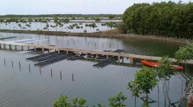 Raja 3,5 juta mangrove pantura bisa mengembangkan aksi penghijauan menjadi pemberdayaan warga nelayan berkelanjutan. (Liputan6.com/Fajar Eko Nugroho)