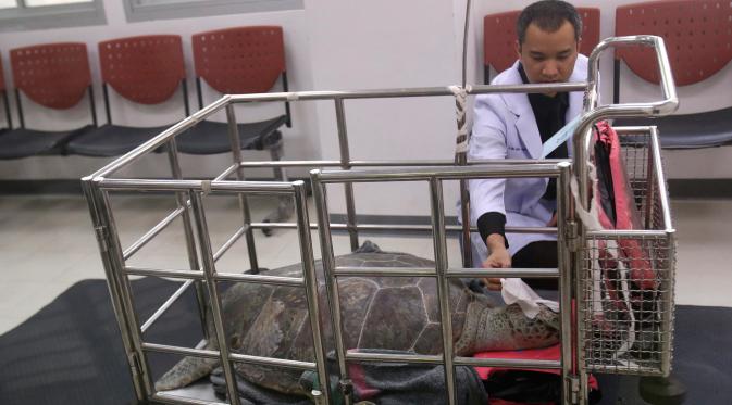 Penyu hijau betina usai menjalani operasi untuk mengeluarkan koin dari perutnya di Fakultas Kedokteran Hewan, Universitas Chulalongkorn, Thailand, Senin (6/3). Sejumlah dokter mengeluarkan 915 koin dari perut penyu 25 tahun ini. (AP Photo/Sakchai Lalit)