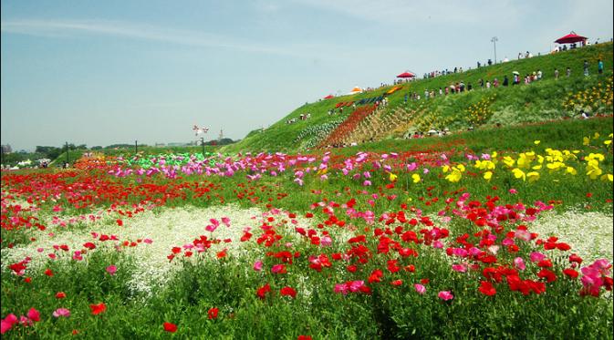Poppy Garden, Simhak Mountain, Paju, Korea Selatan. (raycat.net)