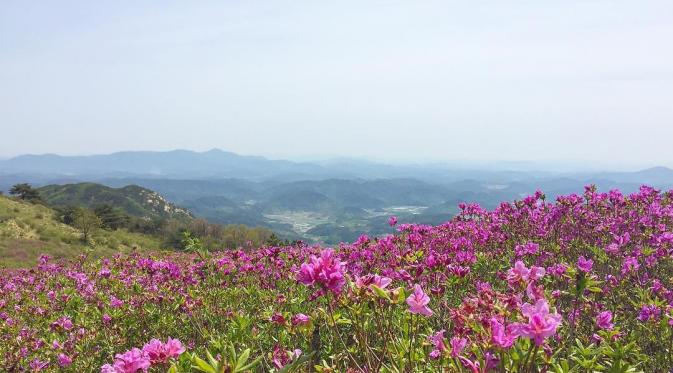Hwangmae Mountain, Korea Selatan. (mijook/Instagram)