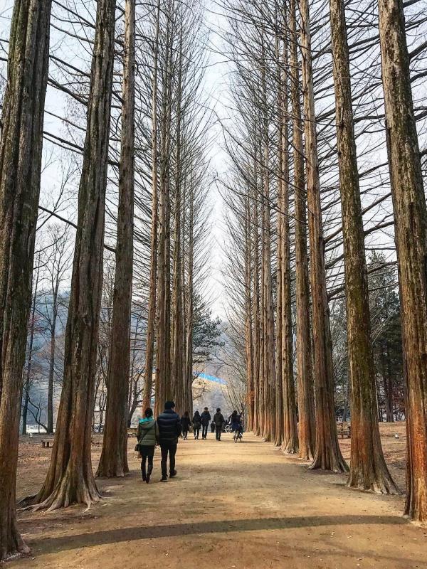 Nami Island, Korea Selatan, yang kerap jadi lokasi syuting drama Korea. (shiveeen/Instagram)