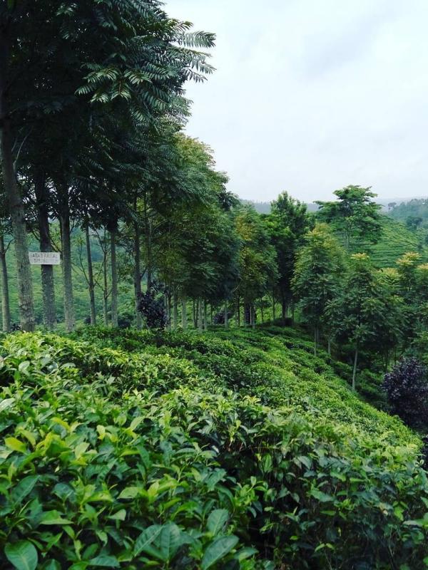 Kebun Teh Andung Biru, Probolinggo, Jawa Timur. (banyu_benings/Instagram)
