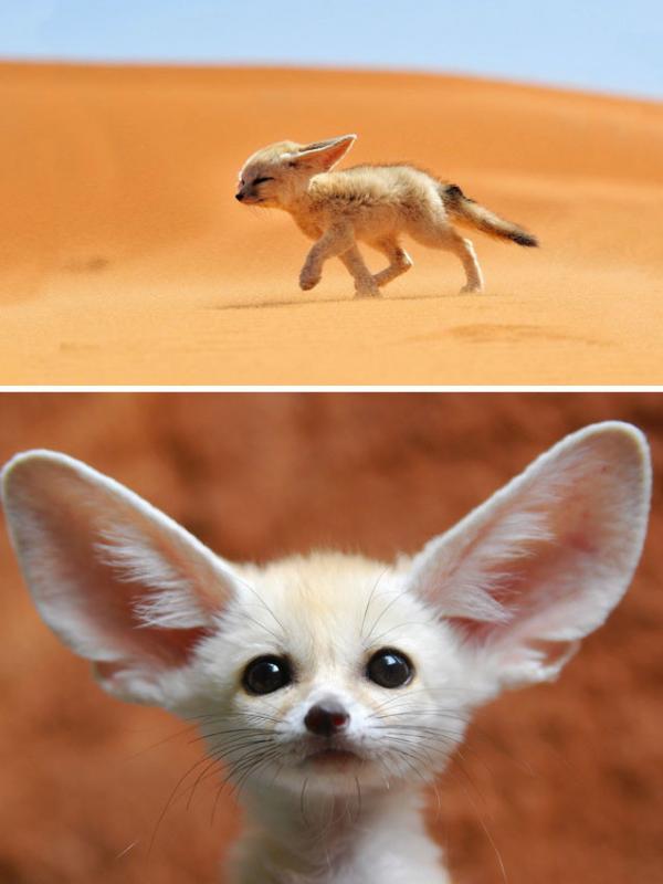 Fennec fox. (Via: boredpanda.com)