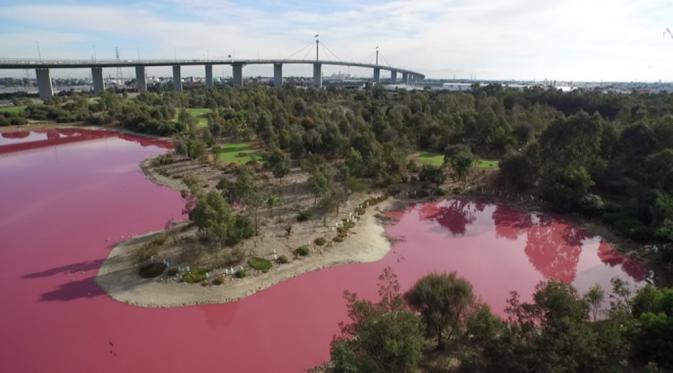 Danau air asin di Melbourne, Australia tiba-tiba berubah warna jadi merah muda (Parks Victoria)