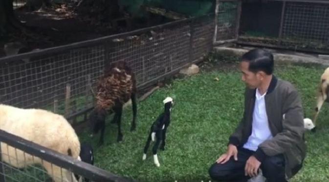 Presiden Jokowi mengumumkan kelahiran kambing peliharaannya lewat vlog | 