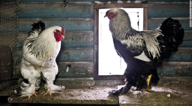 Ayam jumbo. (Sergey Pyatakov/AP)
